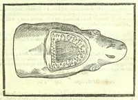 Picture 26 of 56 from Della fisonomia dell'huomo (1613), leaf 181