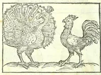 Picture 30 of 56 from Della fisonomia dell'huomo (1613), leaf 220
