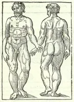 Picture 8 of 56 from Della fisonomia dell'huomo (1613), leaf 87