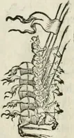 Picture 187 of 210 from Della fortificatione delle città (1564), leaf 251