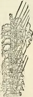 Picture 205 of 210 from Della fortificatione delle città (1564), leaf 278