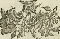 Picture 139 of 333 from Della nouissima Iconologia di Cesare Ripa Perugino Caualier de SS. Mauritio & Lazzaro : parte prima [-terza] : nella quale si descriuono diuerse imagini di virtu, vitij, affetti, passioni humane, arti, discipline, humori, elementi, corpi celesti, prouincie d'Italia, fiumi tutte parte del mondo, & altre infinite materie : opera utile ad oratori, predicatori, poeti, pittori, scultori, disegnatori, & ad'ogni studioso : per inuentar concetti, emblemi, ed'imprese, per diuisare qual si voglia apparato nutiale, funerale, trionsale : per rappresentar poemi drammatici, e per figurare co' suoi proprij simboli ciò che può cadere in pensiero humano : ampliata in quest' ultima editione non solo dallostesso auttore di trecento e cinquantadue imagini con molti discorsi pieni di varia eruditione & con molti indici copiosi (1625), leaf 329