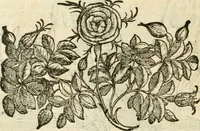 An illustration from Della novissima iconologia (1624)