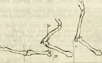 An illustration from Trattato della pittura di Lionardo da Vinci : ridotta alla sua vera lezione sopra una copia a penna di mano (1792)