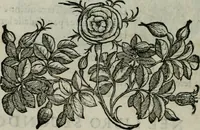 Picture 7 of 146 from Della ragion di Stato libri dieci : con tre libri Delle cause della grandezza, e magnificenza delle città (1589), leaf 19