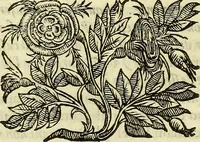 An illustration from Della ragione di stato, libri dieci (1598)