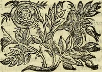 An illustration from Della ragione di stato, libri dieci (1598)