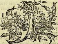 Picture 20 of 25 from Della ragione di stato, libri dieci (1598), leaf 327