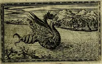 Picture 178 of 263 from Delle allusioni, imprese, et emblemi del Sig. Principio Fabricii da Teramo sopra la vita, opere, et attioni di Gregorio XIII Pontefice Massimo libri VI .. (1588), leaf 252