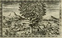 An illustration from Delle allvsioni, imprese, et emblemi del Sig. Principio Fabricii da Teramo sopra la vita, opere, et attioni di Gregorio XIII pontefice massimo, libri VI : nei quali sotto l'allegoria del drago, arme del detto pontefice, si descriue anco la uera forma d'un principe Christiano .. (1588)