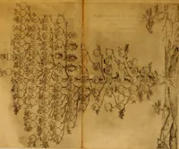 An illustration from Delle famiglie nobili Napoletane (1580)