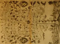 Picture 39 of 101 from Delle famiglie nobili Napoletane (1580), leaf 250