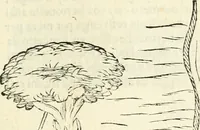 An illustration from Delle fortificationi di Bvonaivto Lorini, nobile fiorentino, libri cinque : ne' qvali si mostra con le piv facili regole la scienza con la pratica, di fortificare le citta & altri luoghi sopra diuersi siti, con tvtti gli avvertimenti, che per intelligenza di tal materia possono occorrere .. (1597)