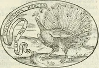 An illustration from Delle imprese, trattato (1592)