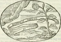 An illustration from Delle imprese, trattato (1592)