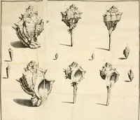 An illustration from Delle porpore e delle materie vestiarie presso gli antichi : dissertazione epistolare (1786)
