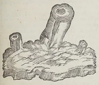An illustration from Dell' historia de i semplici aromati, et altre cose; che vengono portate dall' Indie Orientali pertinenti all' vso della medicina. : Parte prima. Diuisa in libri IIII. (1589)