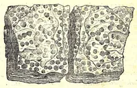 Picture 3 of 60 from Dell'historia natvrale di Ferrante Imperato napolitano libri XXVIII : nella qvale ordinatamente si tratta della diuersa condition di miniere e pietre : con alcune historie di piante & animali, sin'hora non date in luce (1599), leaf 186