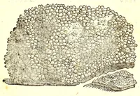 An illustration from Dell'historia natvrale di Ferrante Imperato napolitano libri XXVIII : nella qvale ordinatamente si tratta della diuersa condition di miniere e pietre : con alcune historie di piante & animali, sin'hora non date in luce (1599)
