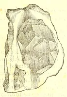 An illustration from Dell'historia natvrale di Ferrante Imperato napolitano libri XXVIII : nella qvale ordinatamente si tratta della diuersa condition di miniere e pietre : con alcune historie di piante & animali, sin'hora non date in luce (1599)