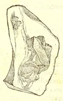 An illustration from Dell'historia natvrale di Ferrante Imperato napolitano libri XXVIII : nella qvale ordinatamente si tratta della diuersa condition di miniere e pietre : con alcune historie di piante & animali, sin'hora non date in luce (1599)