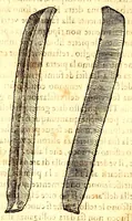 Picture 15 of 60 from Dell'historia natvrale di Ferrante Imperato napolitano libri XXVIII : nella qvale ordinatamente si tratta della diuersa condition di miniere e pietre : con alcune historie di piante & animali, sin'hora non date in luce (1599), leaf 624