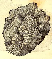 An illustration from Dell'historia natvrale di Ferrante Imperato napolitano libri XXVIII : nella qvale ordinatamente si tratta della diuersa condition di miniere e pietre : con alcune historie di piante & animali, sin'hora non date in luce (1599)