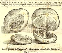 Picture 18 of 60 from Dell'historia natvrale di Ferrante Imperato napolitano libri XXVIII : nella qvale ordinatamente si tratta della diuersa condition di miniere e pietre : con alcune historie di piante & animali, sin'hora non date in luce (1599), leaf 692