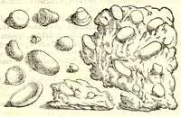 An illustration from Dell'historia natvrale di Ferrante Imperato napolitano libri XXVIII : nella qvale ordinatamente si tratta della diuersa condition di miniere e pietre : con alcune historie di piante & animali, sin'hora non date in luce (1599)