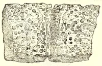 An illustration from Dell'historia natvrale di Ferrante Imperato napolitano libri XXVIII : nella qvale ordinatamente si tratta della diuersa condition di miniere e pietre : con alcune historie di piante & animali, sin'hora non date in luce (1599)