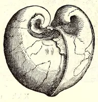 Picture 22 of 60 from Dell'historia natvrale di Ferrante Imperato napolitano libri XXVIII : nella qvale ordinatamente si tratta della diuersa condition di miniere e pietre : con alcune historie di piante & animali, sin'hora non date in luce (1599), leaf 700