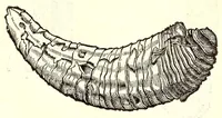 Picture 23 of 60 from Dell'historia natvrale di Ferrante Imperato napolitano libri XXVIII : nella qvale ordinatamente si tratta della diuersa condition di miniere e pietre : con alcune historie di piante & animali, sin'hora non date in luce (1599), leaf 701