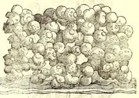 Picture 25 of 60 from Dell'historia natvrale di Ferrante Imperato napolitano libri XXVIII : nella qvale ordinatamente si tratta della diuersa condition di miniere e pietre : con alcune historie di piante & animali, sin'hora non date in luce (1599), leaf 706