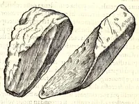 An illustration from Dell'historia natvrale di Ferrante Imperato napolitano libri XXVIII : nella qvale ordinatamente si tratta della diuersa condition di miniere e pietre : con alcune historie di piante & animali, sin'hora non date in luce (1599)