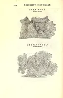 An illustration from Dell'historia natvrale di Ferrante Imperato napolitano libri XXVIII : nella qvale ordinatamente si tratta della diuersa condition di miniere e pietre : con alcune historie di piante & animali, sin'hora non date in luce (1599)
