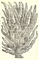 An illustration from Dell'historia natvrale di Ferrante Imperato napolitano libri XXVIII : nella qvale ordinatamente si tratta della diuersa condition di miniere e pietre : con alcune historie di piante & animali, sin'hora non date in luce (1599)