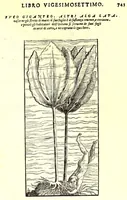Picture 38 of 60 from Dell'historia natvrale di Ferrante Imperato napolitano libri XXVIII : nella qvale ordinatamente si tratta della diuersa condition di miniere e pietre : con alcune historie di piante & animali, sin'hora non date in luce (1599), leaf 777