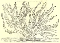 An illustration from Dell'historia natvrale di Ferrante Imperato napolitano libri XXVIII : nella qvale ordinatamente si tratta della diuersa condition di miniere e pietre : con alcune historie di piante & animali, sin'hora non date in luce (1599)