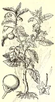 An illustration from Dell'historia natvrale di Ferrante Imperato napolitano libri XXVIII : nella qvale ordinatamente si tratta della diuersa condition di miniere e pietre : con alcune historie di piante & animali, sin'hora non date in luce (1599)