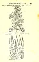 Picture 44 of 60 from Dell'historia natvrale di Ferrante Imperato napolitano libri XXVIII : nella qvale ordinatamente si tratta della diuersa condition di miniere e pietre : con alcune historie di piante & animali, sin'hora non date in luce (1599), leaf 797