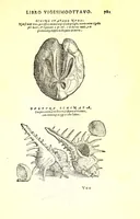 An illustration from Dell'historia natvrale di Ferrante Imperato napolitano libri XXVIII : nella qvale ordinatamente si tratta della diuersa condition di miniere e pietre : con alcune historie di piante & animali, sin'hora non date in luce (1599)