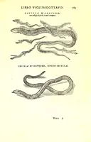 Picture 56 of 60 from Dell'historia natvrale di Ferrante Imperato napolitano libri XXVIII : nella qvale ordinatamente si tratta della diuersa condition di miniere e pietre : con alcune historie di piante & animali, sin'hora non date in luce (1599), leaf 819