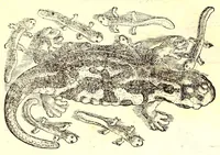 An illustration from Dell'historia natvrale di Ferrante Imperato napolitano libri XXVIII : nella qvale ordinatamente si tratta della diuersa condition di miniere e pietre : con alcune historie di piante & animali, sin'hora non date in luce (1599)