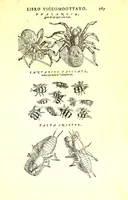 An illustration from Dell'historia natvrale di Ferrante Imperato napolitano libri XXVIII : nella qvale ordinatamente si tratta della diuersa condition di miniere e pietre : con alcune historie di piante & animali, sin'hora non date in luce (1599)