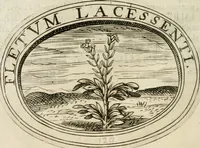 An illustration from Dell'imprese (1594)