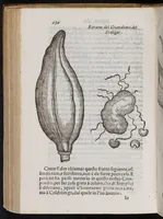An illustration from Dell'historia de i semplici aromati, et altre cose che vengono portate dall'Indie Orientali pertinenti all'vso della medicina (1616)