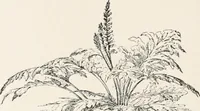 An illustration from Delphi (1920)