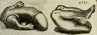 An illustration from De l'utilité des voyages (1686)