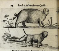 Picture 22 of 26 from De monstrorum caussis, natura, et differentiis libri duo : in quibus ex rei natura monstrorum historiae, caussae, generationes, & differentiae plurimae a sapientibus intactae : cum generatim & in plantarum, & belluarum genere, tum seorsum in humana specie tractantur : multis illustrium autorum locis difficillimis explanatis de masculo parturiente, de feminis in viros mutatis, de hermaphroditorum natura, de dissimilium specierum : venere prolifica, de castratorum fecunditate, depuero lapidescente, de anomantis aurea parte, alijsque admirabilibus (1634), leaf 232