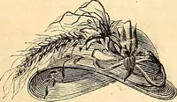 An illustration from Demorest's illustrated monthly and Mme Demorest's mirror of fashions, 1865 April (1865)